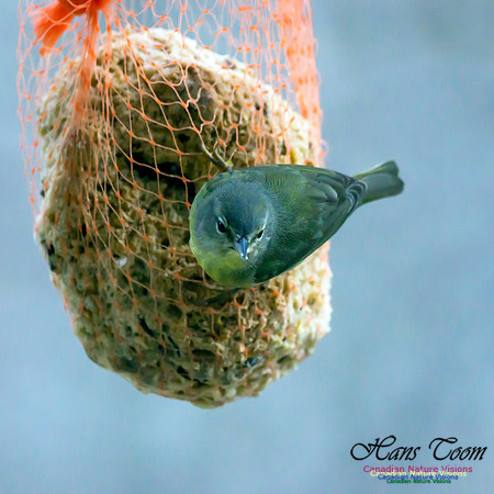 Orange-crowned Warbler 8