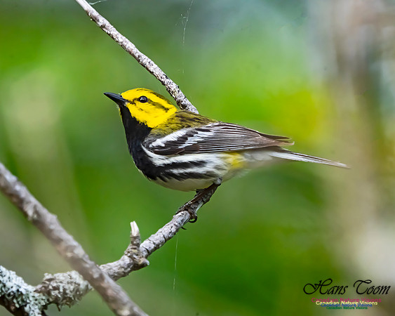 Black-throated Green Warbler 101