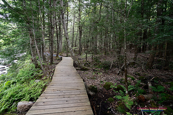 Woodland Walk Along Mersey River 103