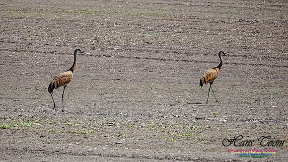 Sandhill Cranes 708