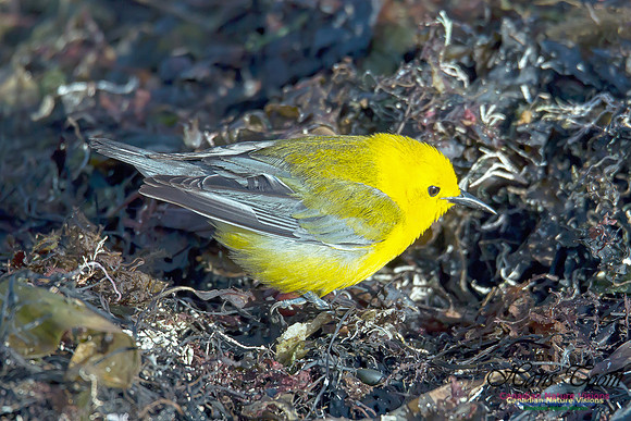 Prothonotary Warbler 5