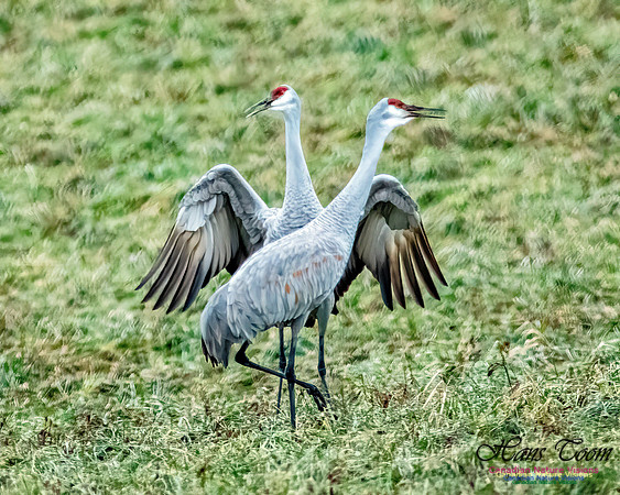 Sandhill Crane 810