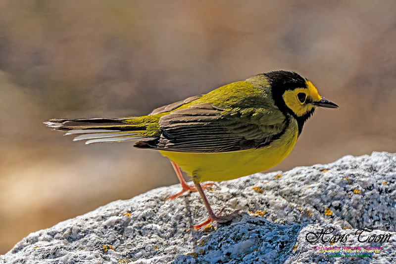 Hooded Warbler 701