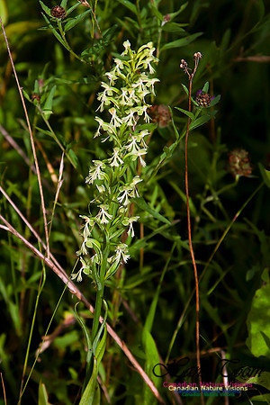 Ragged Fringed Orchid