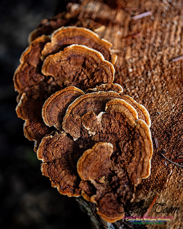 Fungi Walk 101