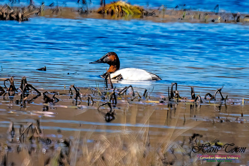Canvasback 107