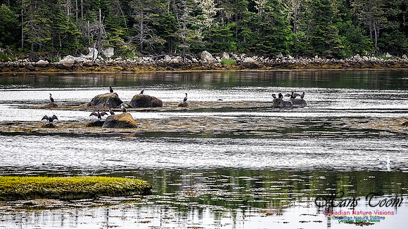 Cormorants Drying Their Wings 100