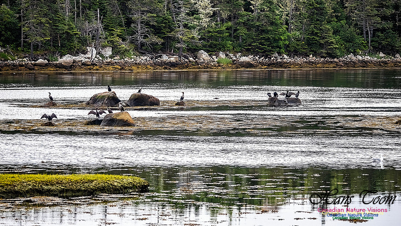 Cormorants Drying Their Wings 100