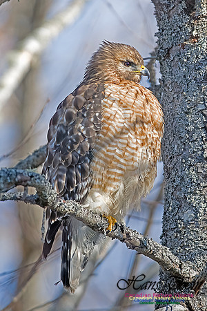 Red-shouldered Hawk 705