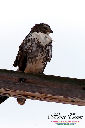 Red-tailed Hawk