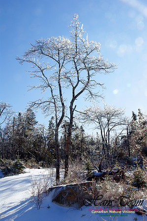Ice Forest