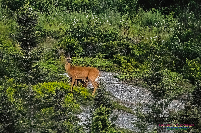 Feeding Time for Fawn 101