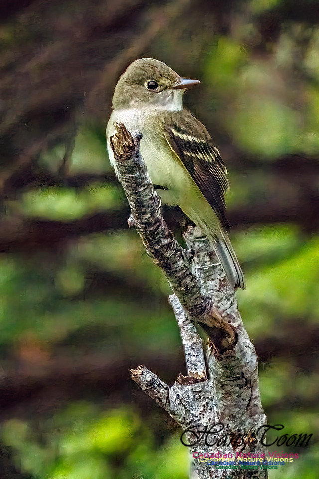 Alder Flycatcher 361