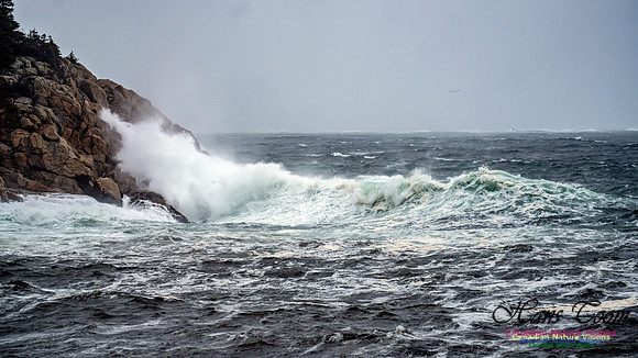 Nova Scotia Gale 2024-09-07 108