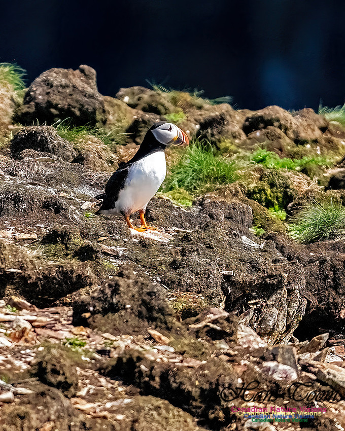 Elliston and Atlantic Puffins 125
