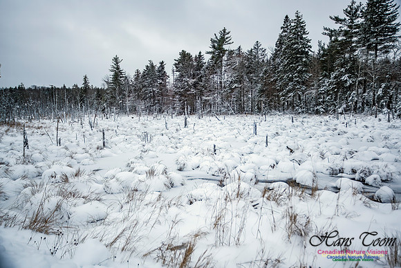 December Snow Scenes in Nova Scotia 121