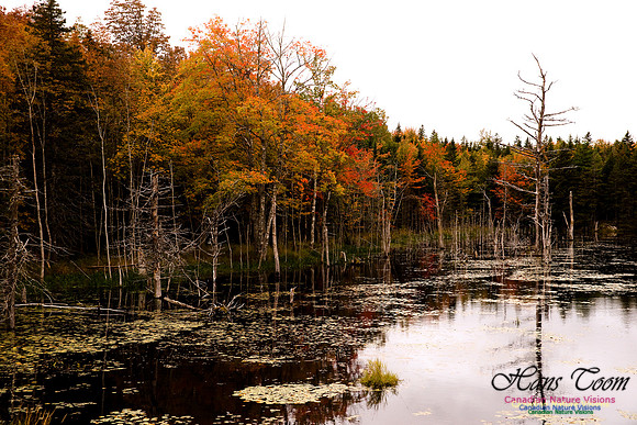 FallColours8