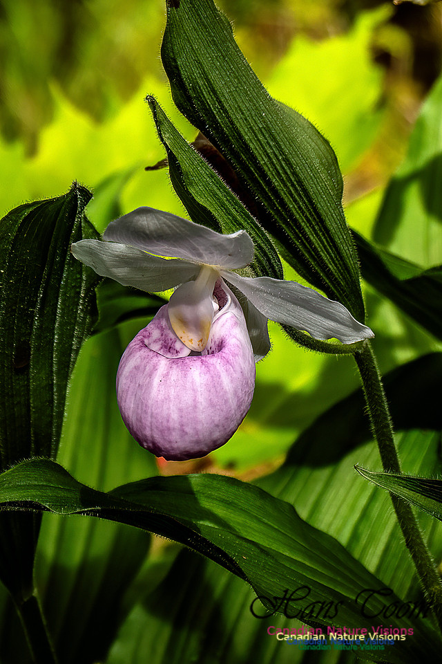 Showy Lady's Slipper Orchid 160