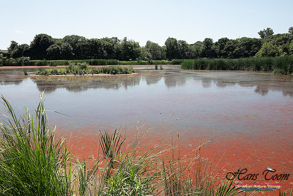 Miner's Marsh 56