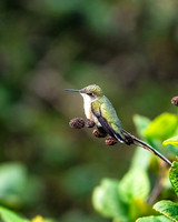 Ruby-throated Hummingbird