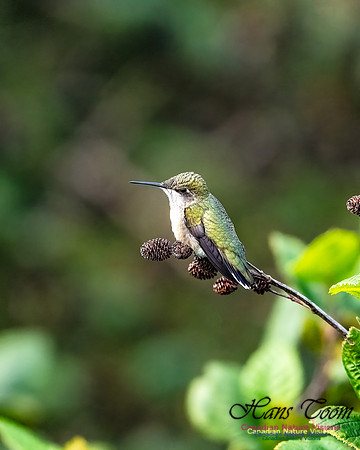 Ruby-throated Hummingbird 100