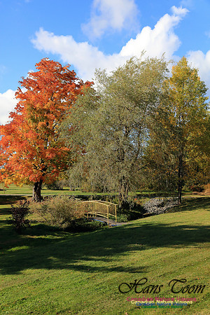 FallColours2016-1034