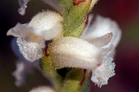 Nodding Lady's Tresses Orchid
