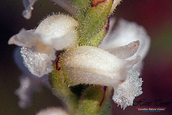 Nodding Ladies Tresses Orchid