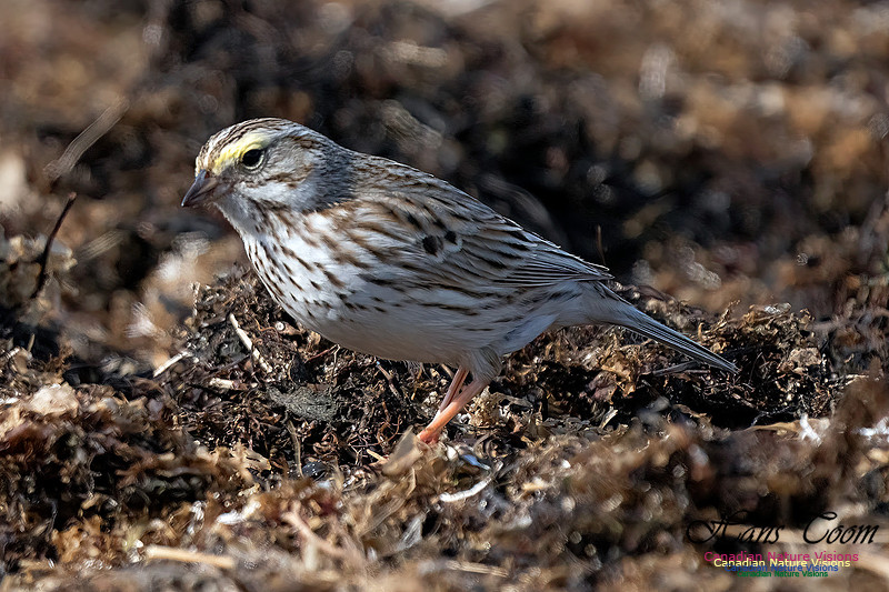 Ipswich Sparrow 760