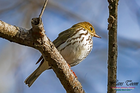 Ovenbird 101