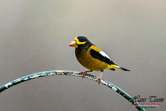 Evening Grosbeak 102