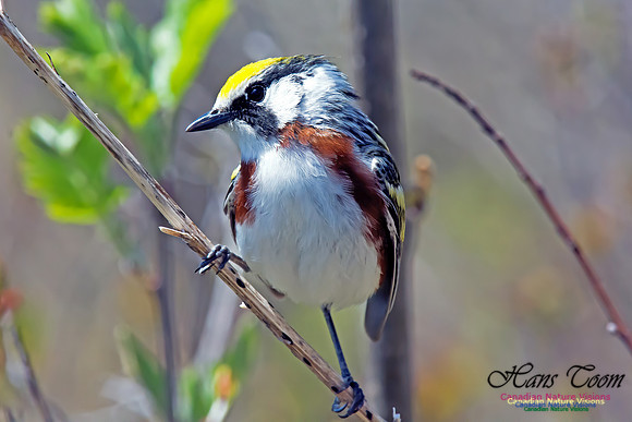 Chestnut-sided Warbler
