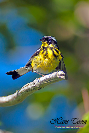 Magnolia Warbler