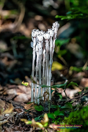 Ghost Plant 307