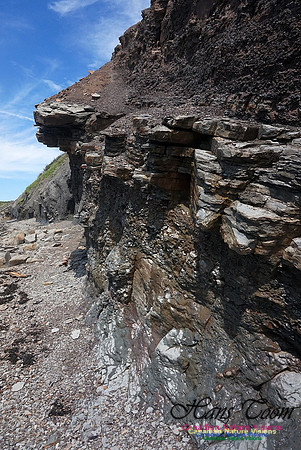 Joggins Fossil Cliffs 108