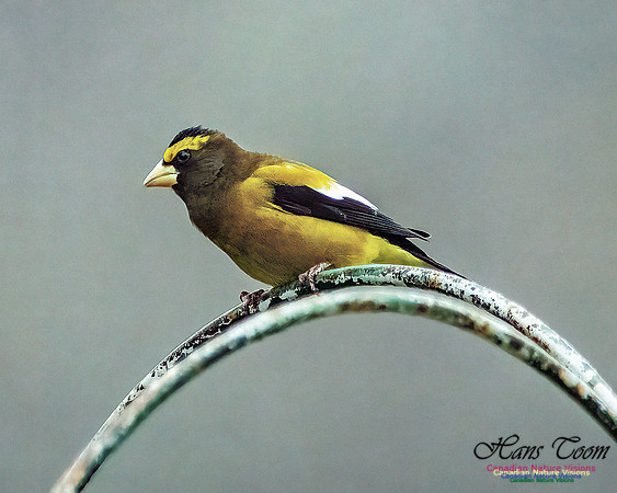 Evening Grosbeak 116