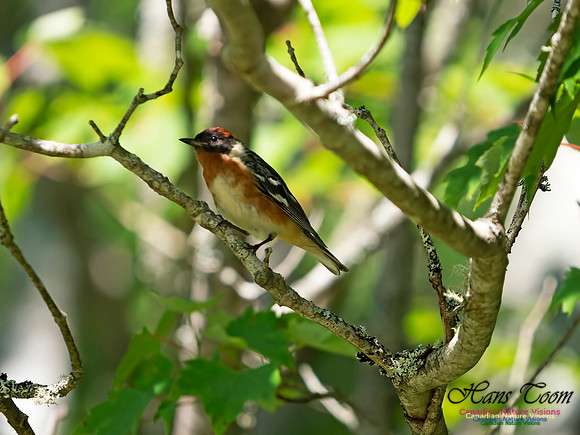 Bay-breasted Warbler 3