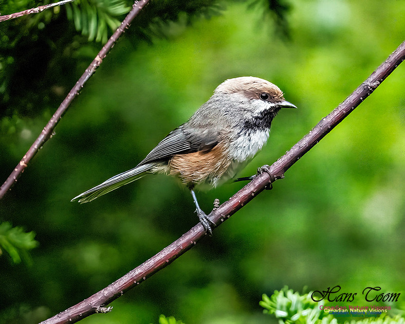 Boreal Chickadee 101