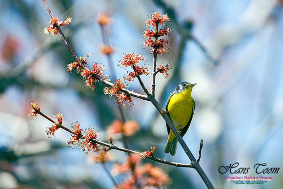 Nashville Warbler 2