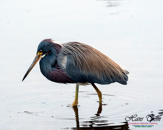 Tricoloured Heron 57