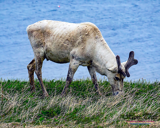 Caribou 105
