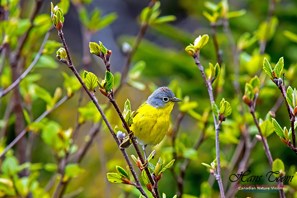 Nashville Warbler