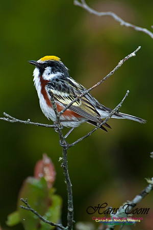 Chestnut-sided Warbler