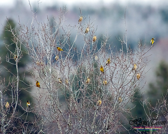 Evening Grosbeak 113