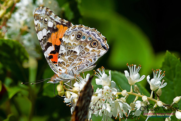 Painted Lady