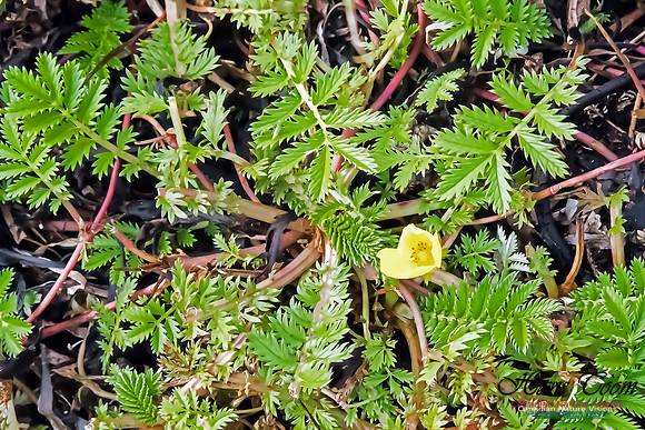 Cinquefoil