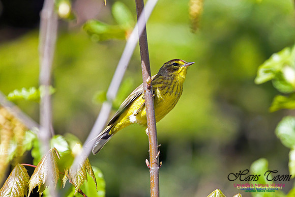 Palm Warbler 11