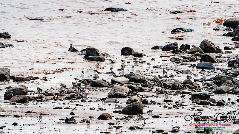Evangeline Beach Shorebirds 2025 101