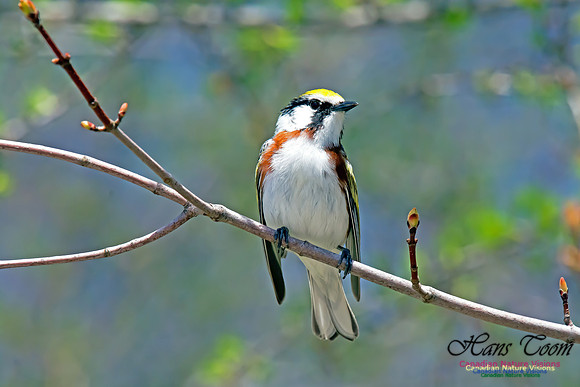 Chestnut-sided Warbler