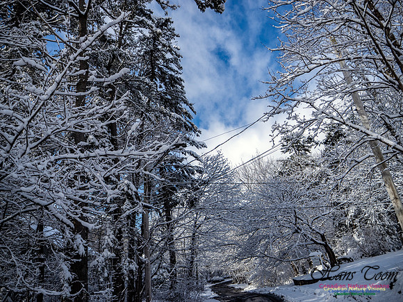 April Snow in Nova Scotia 235